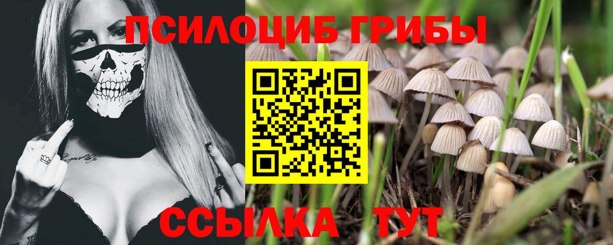 Нальчик  закладки  Вход с VPN  Галлюциногенные грибы Psilocybine cubensis  Псилоцибиновые грибы Psilocybine cubensis 